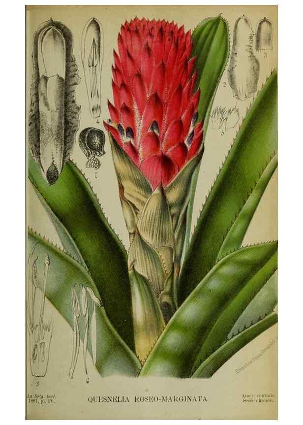 Reproducción/Reproduction 49132559687: Belgique horticole.. Liége.. 