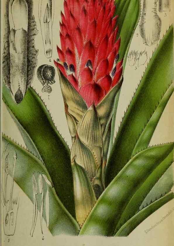 Reproducción/Reproduction 49132559687: Belgique horticole.. Liége.. 
