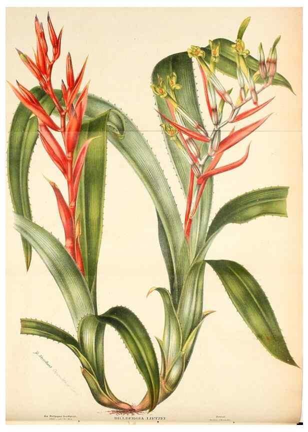 Reproducción/Reproduction 49131879713: Belgique horticole.. Liége.. 