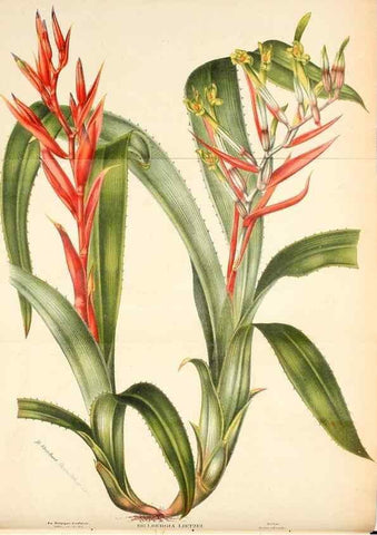 Reproducción/Reproduction 49131879713: Belgique horticole.. Liége.. 