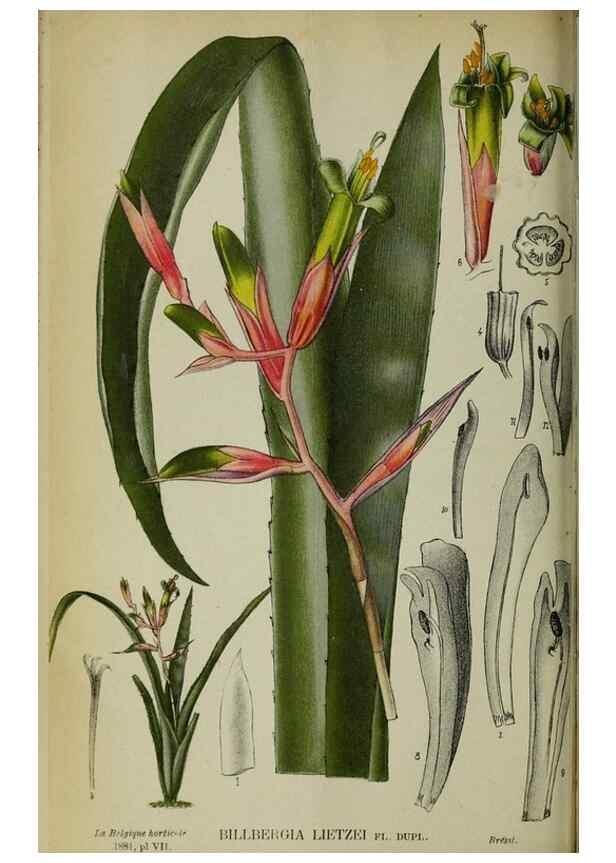Reproducción/Reproduction 49131879998: Belgique horticole.. Liége.. 