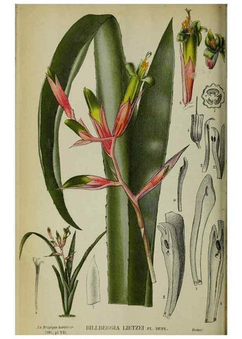 Reproducción/Reproduction 49131879998: Belgique horticole.. Liége.. 
