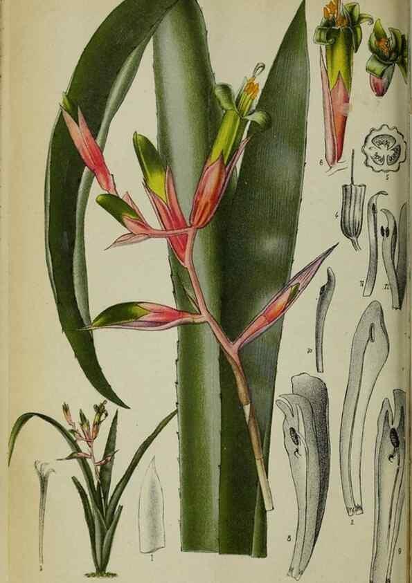 Reproducción/Reproduction 49131879998: Belgique horticole.. Liége.. 