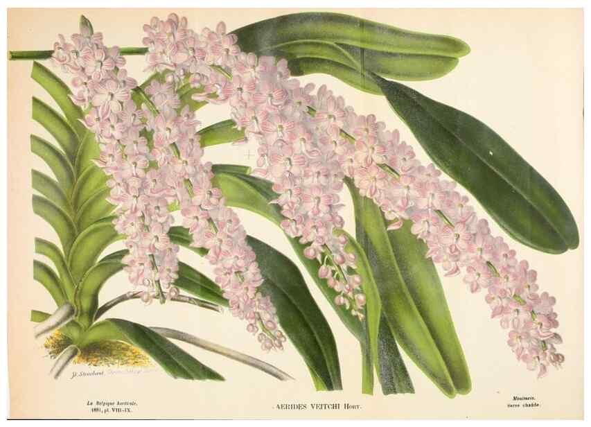 Reproducción/Reproduction 49131880213: Belgique horticole.. Liége.. 