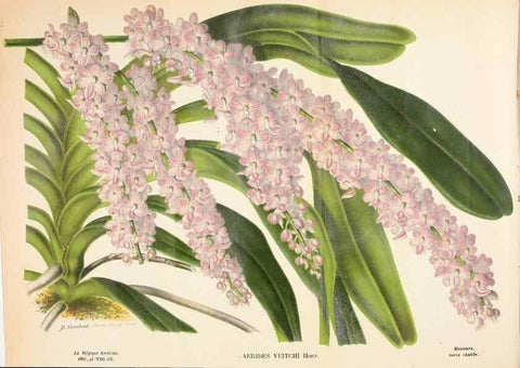 Reproducción/Reproduction 49131880213: Belgique horticole.. Liége.. 