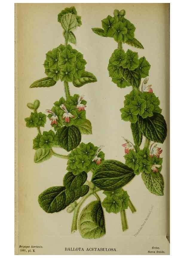 Reproducción/Reproduction 49132375981: Belgique horticole.. Liége.. 