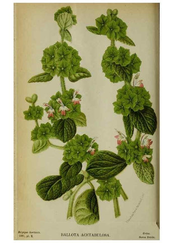 Reproducción/Reproduction 49132375981: Belgique horticole.. Liége.. 