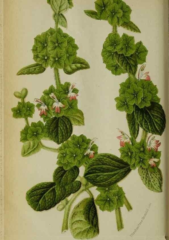 Reproducción/Reproduction 49132375981: Belgique horticole.. Liége.. 