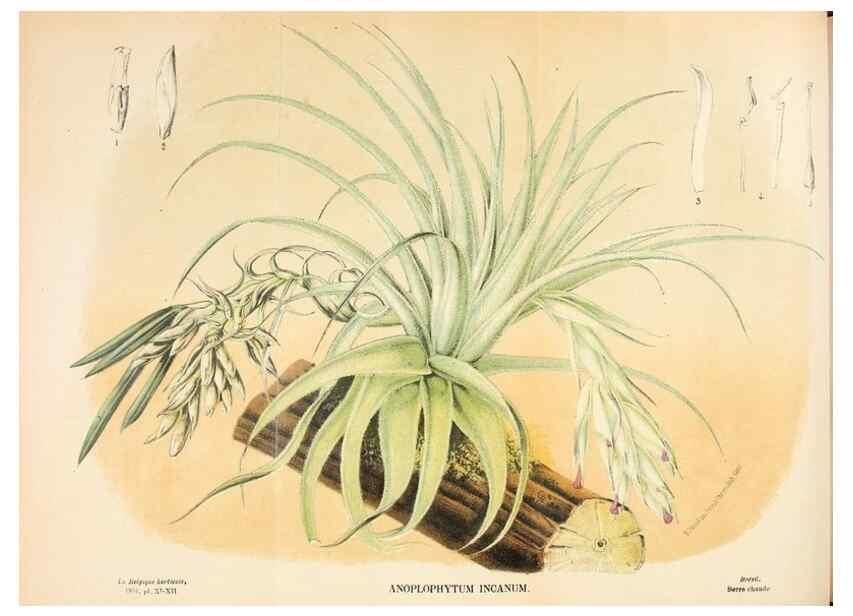Reproducción/Reproduction 49131880793: Belgique horticole.. Liége.. 