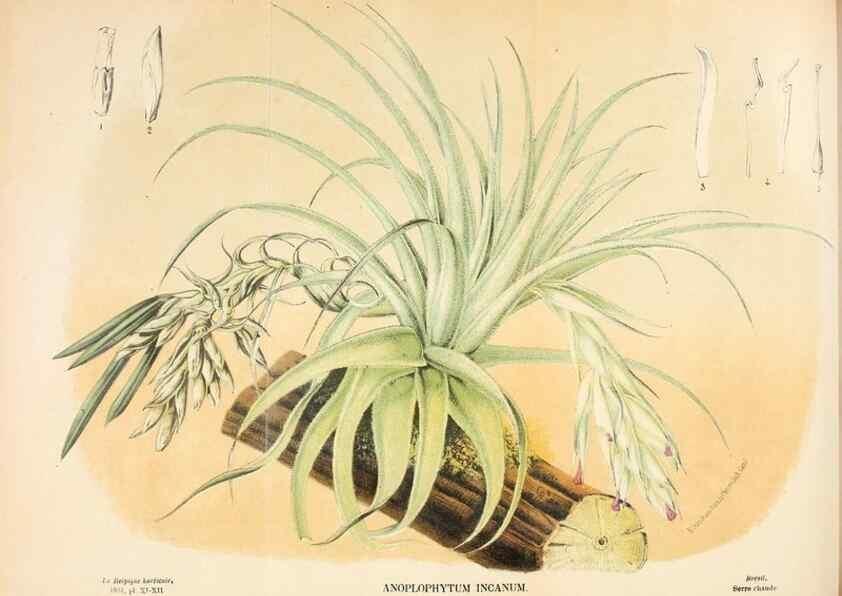 Reproducción/Reproduction 49131880793: Belgique horticole.. Liége.. 