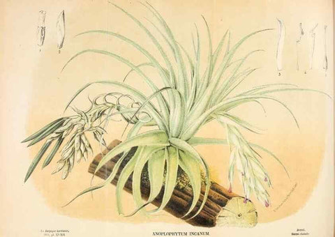Reproducción/Reproduction 49131880793: Belgique horticole.. Liége.. 