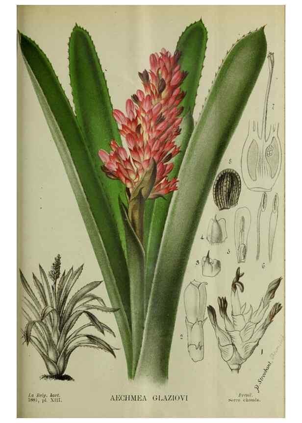 Reproducción/Reproduction 49132376606: Belgique horticole.. Liége.. 