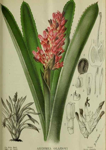 Reproducción/Reproduction 49132376606: Belgique horticole.. Liége.. 