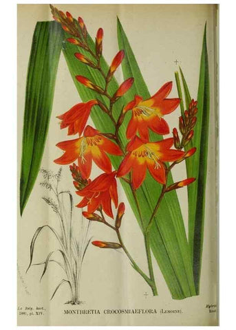Reproducción/Reproduction 49132376886: Belgique horticole.. Liége.. 