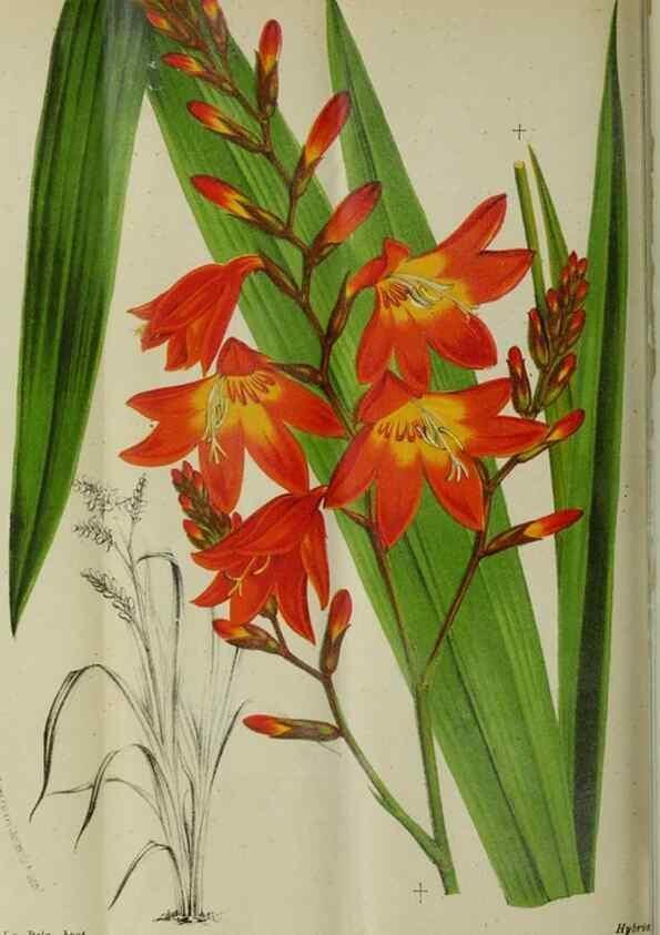 Reproducción/Reproduction 49132376886: Belgique horticole.. Liége.. 