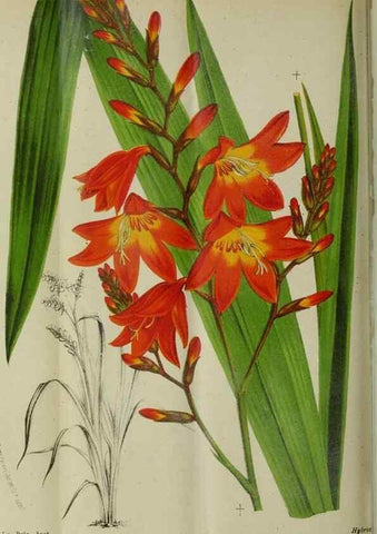 Reproducción/Reproduction 49132376886: Belgique horticole.. Liége.. 