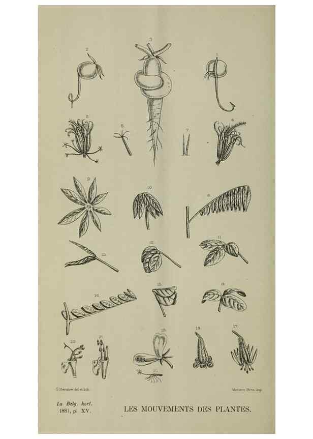 Reproducción/Reproduction 49132562087: Belgique horticole.. Liége.. 
