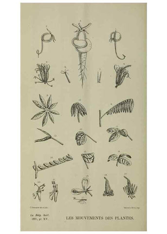 Reproducción/Reproduction 49132562087: Belgique horticole.. Liége.. 