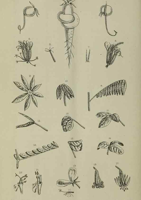 Reproducción/Reproduction 49132562087: Belgique horticole.. Liége.. 