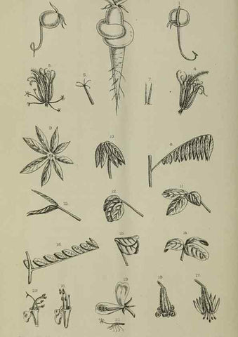 Reproducción/Reproduction 49132562087: Belgique horticole.. Liége.. 
