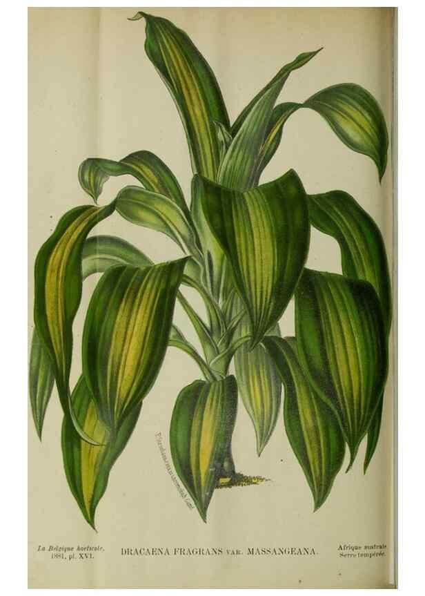 Reproducción/Reproduction 49132377366: Belgique horticole.. Liége.. 
