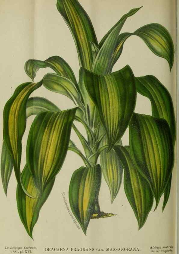 Reproducción/Reproduction 49132377366: Belgique horticole.. Liége.. 