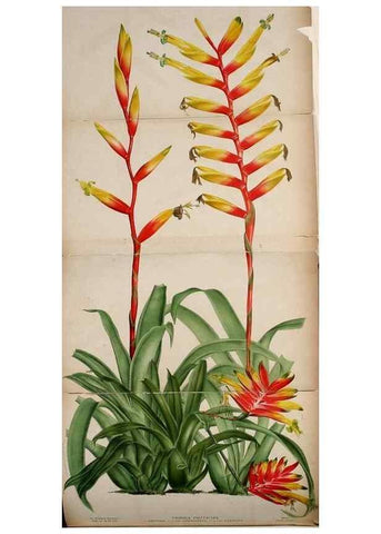 Reproducción/Reproduction 49132327726: Belgique horticole.. Liége.. 