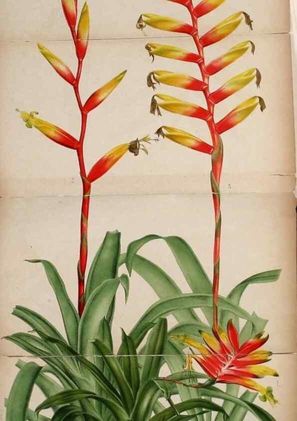 Reproducción/Reproduction 49132327726: Belgique horticole.. Liége.. 
