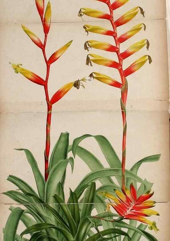 Reproducción/Reproduction 49132327726: Belgique horticole.. Liége.. 