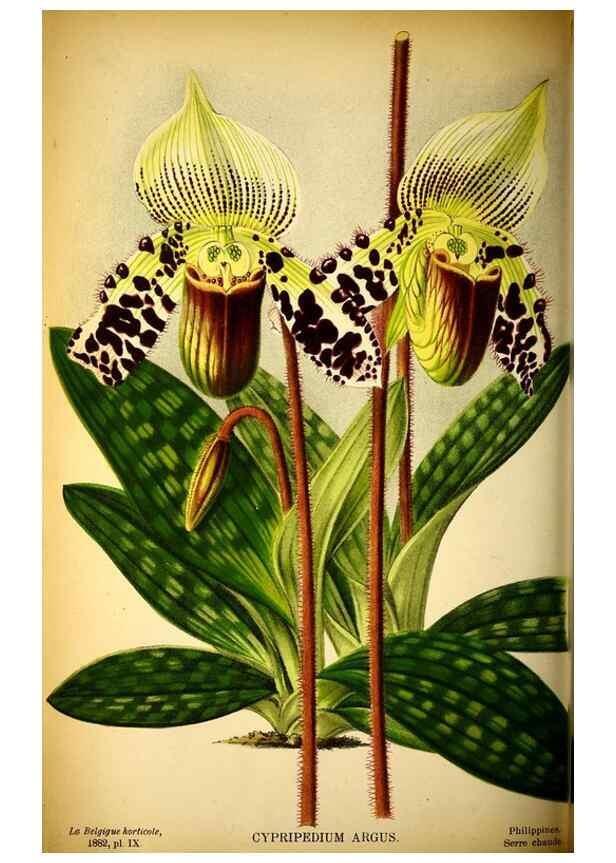 Reproducción/Reproduction 49132512412: Belgique horticole.. Liége.. 