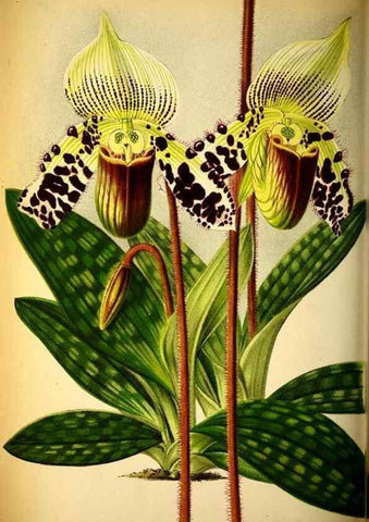 Reproducción/Reproduction 49132512412: Belgique horticole.. Liége.. 