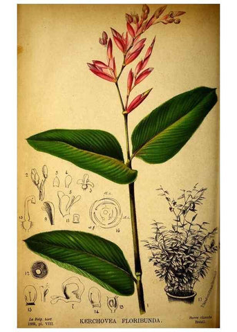 Reproducción/Reproduction 49131831468: Belgique horticole.. Liége.. 