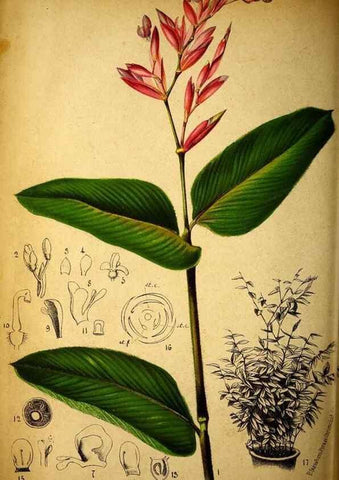 Reproducción/Reproduction 49131831468: Belgique horticole.. Liége.. 