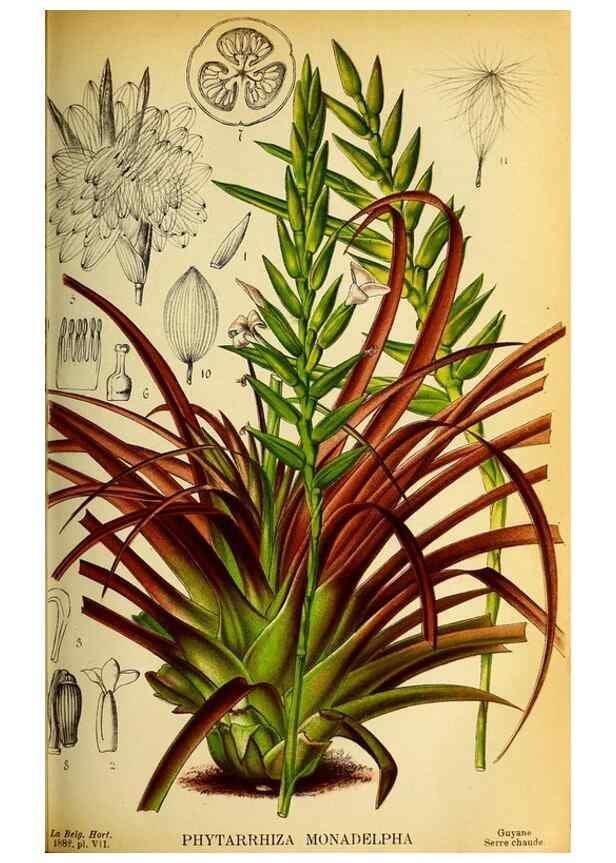 Reproducción/Reproduction 49131831263: Belgique horticole.. Liége.. 