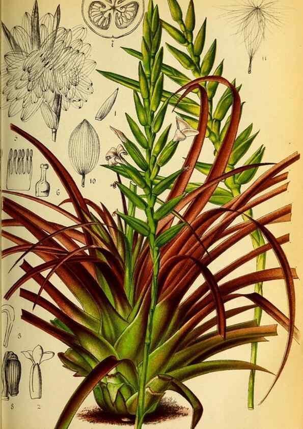 Reproducción/Reproduction 49131831263: Belgique horticole.. Liége.. 