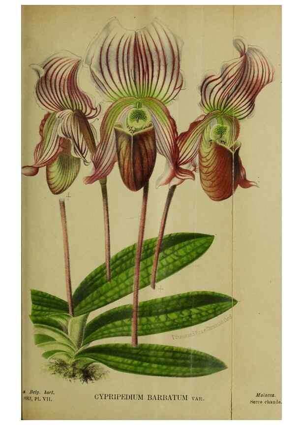 Reproducción/Reproduction 49127598948: Belgique horticole.. Liége.. 
