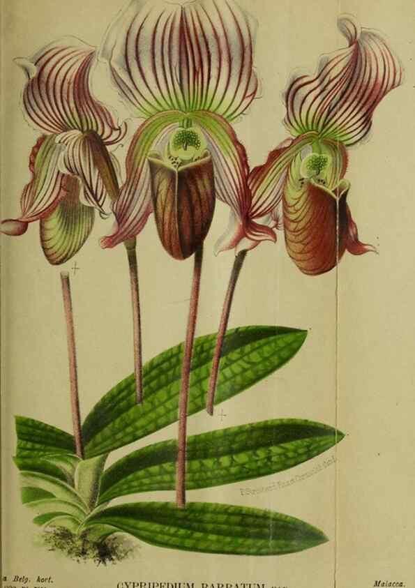 Reproducción/Reproduction 49127598948: Belgique horticole.. Liége.. 