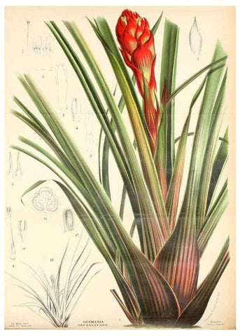 Reproducción/Reproduction 49127599233: Belgique horticole.. Liége.. 