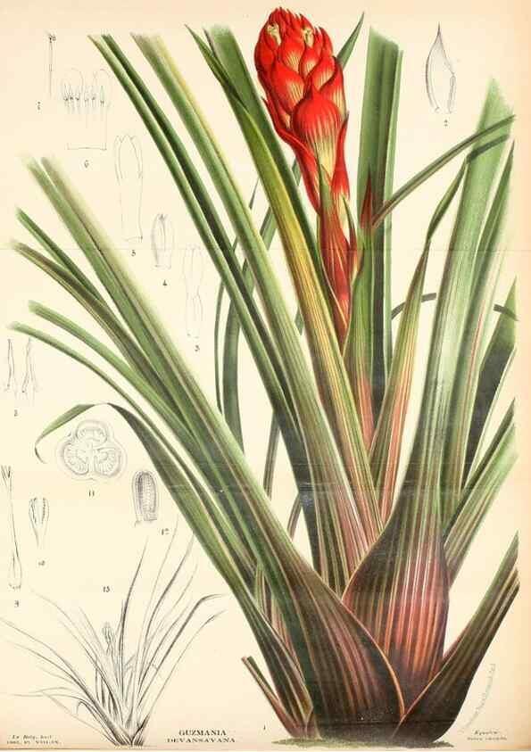 Reproducción/Reproduction 49127599233: Belgique horticole.. Liége.. 