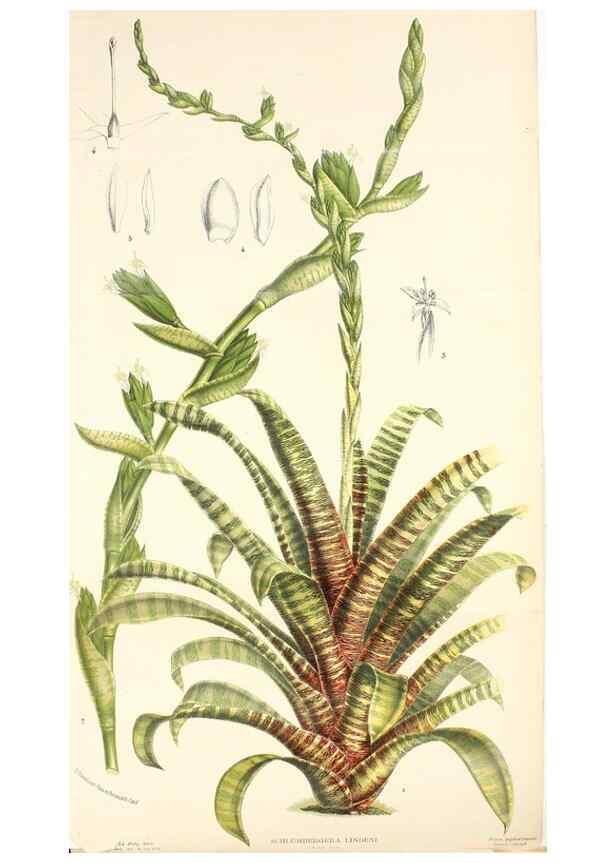 Reproducción/Reproduction 49128089461: Belgique horticole.. Liége.. 