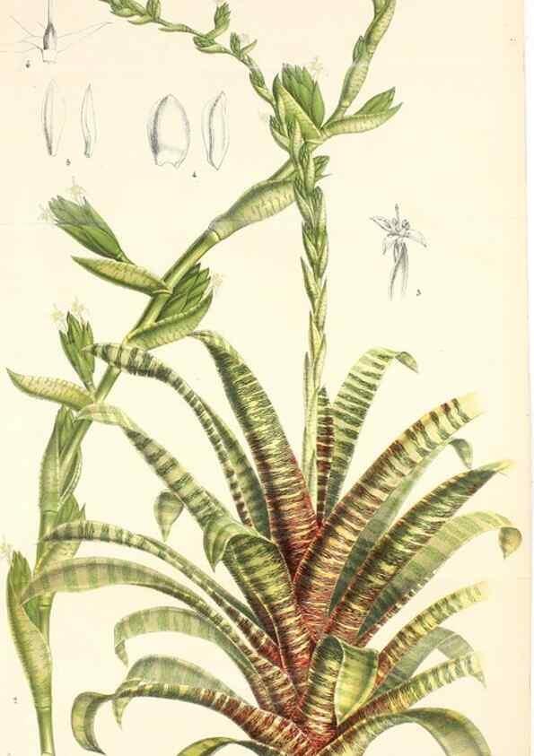 Reproducción/Reproduction 49128089461: Belgique horticole.. Liége.. 