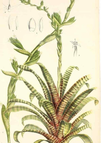 Reproducción/Reproduction 49128089461: Belgique horticole.. Liége.. 
