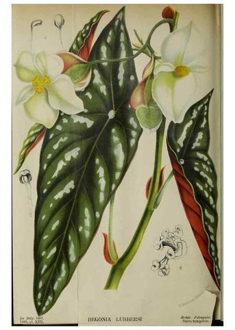 Reproducción/Reproduction 49127600463: Belgique horticole.. Liége.. 