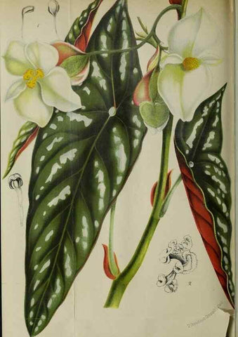 Reproducción/Reproduction 49127600463: Belgique horticole.. Liége.. 