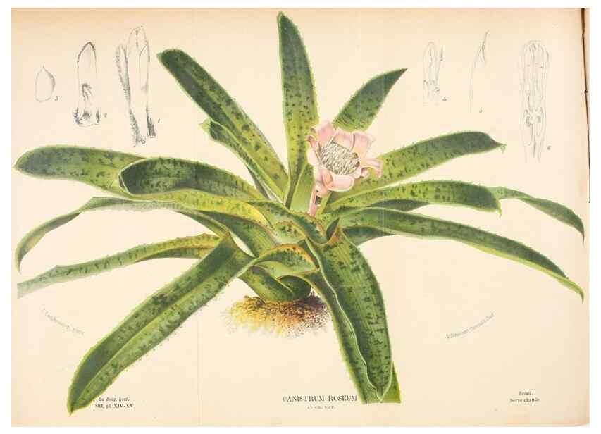 Reproducción/Reproduction 49127600813: Belgique horticole.. Liége.. 