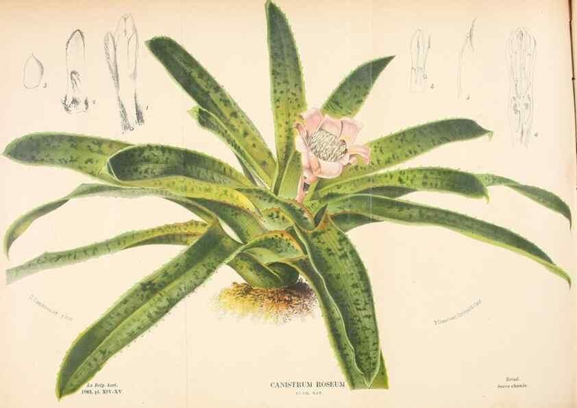 Reproducción/Reproduction 49127600813: Belgique horticole.. Liége.. 