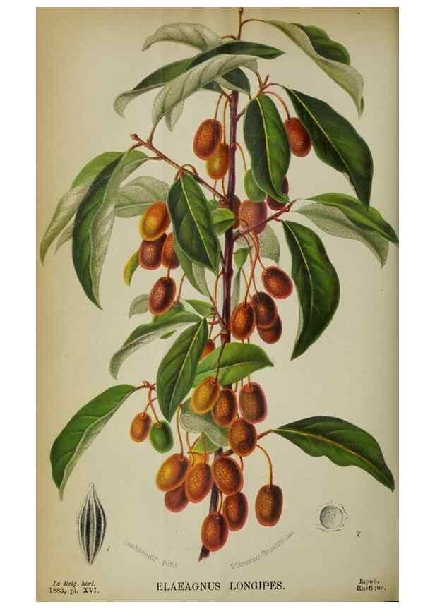Reproducción/Reproduction 49128090816: Belgique horticole.. Liége.. 