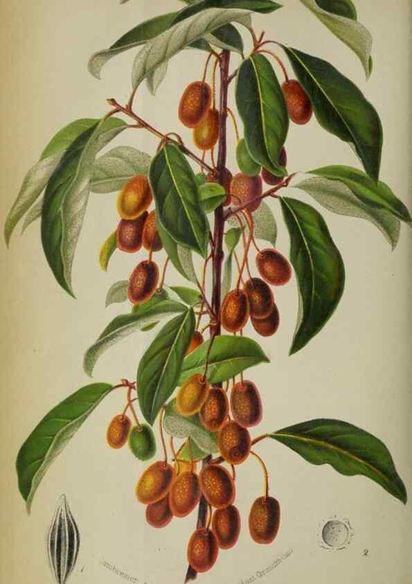 Reproducción/Reproduction 49128090816: Belgique horticole.. Liége.. 