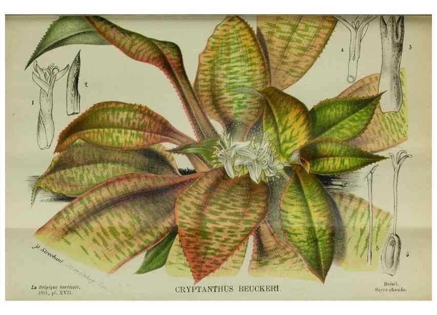 Reproducción/Reproduction 49132562657: Belgique horticole.. Liége.. 