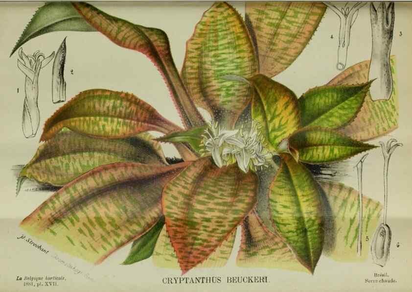 Reproducción/Reproduction 49132562657: Belgique horticole.. Liége.. 